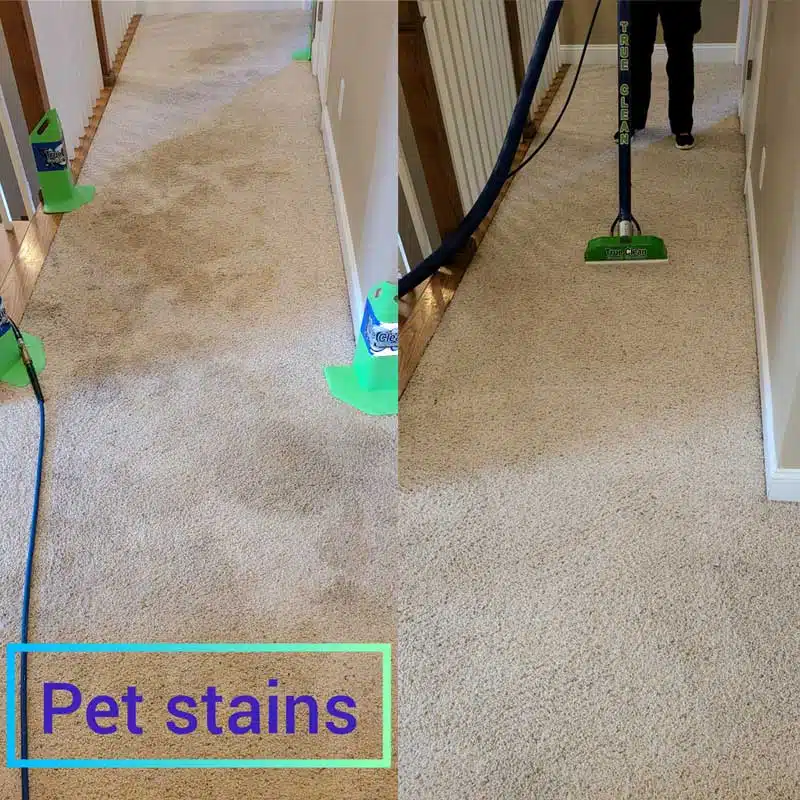 Effective Pet Stain and Odor Removal